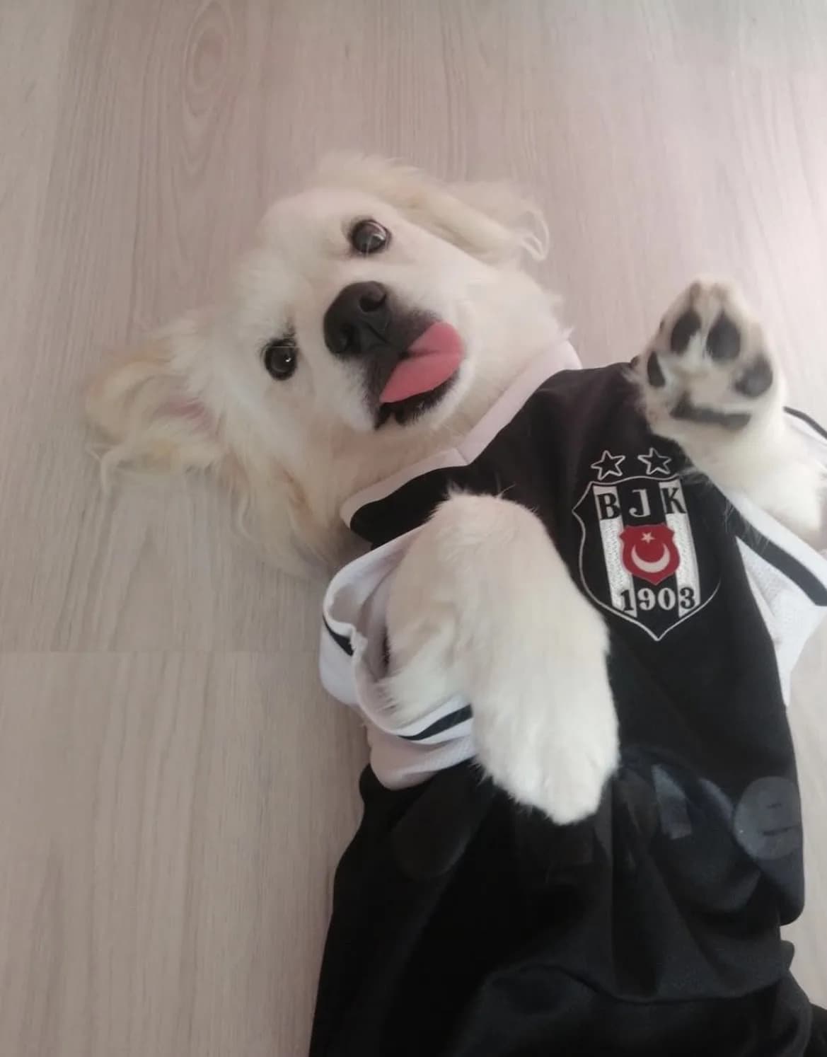 Bambi yeni yuvasını arıyor