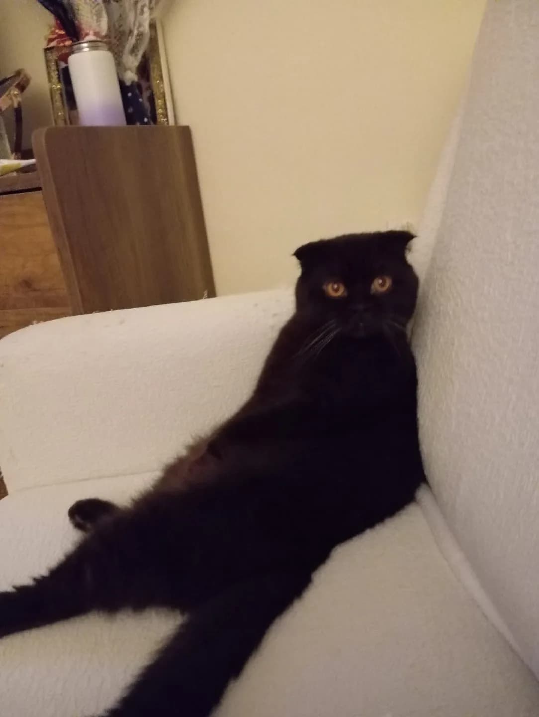 british kedi sahiplendirme