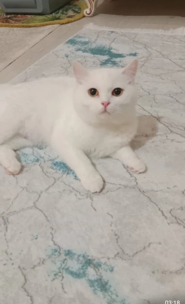 Sevgi dolu kendini sevdiriyor