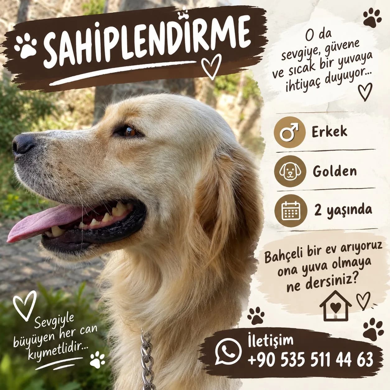 golden cinsi köpek sahiplendirme