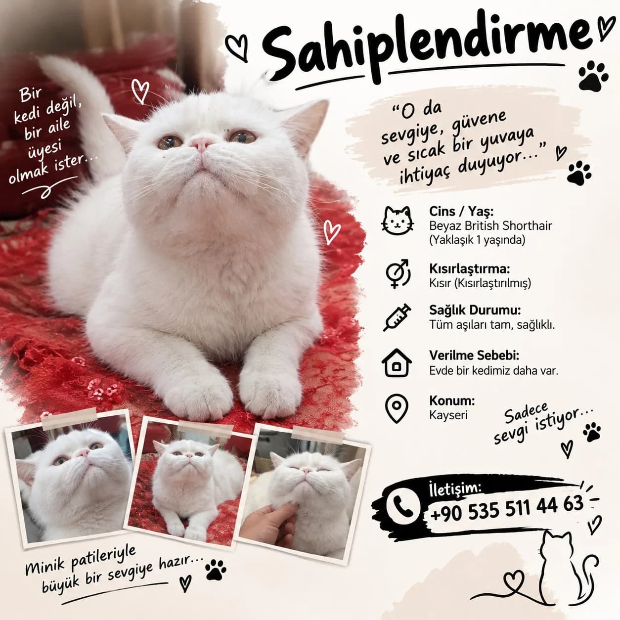 zorunda kaldığımız için sahiplendirme