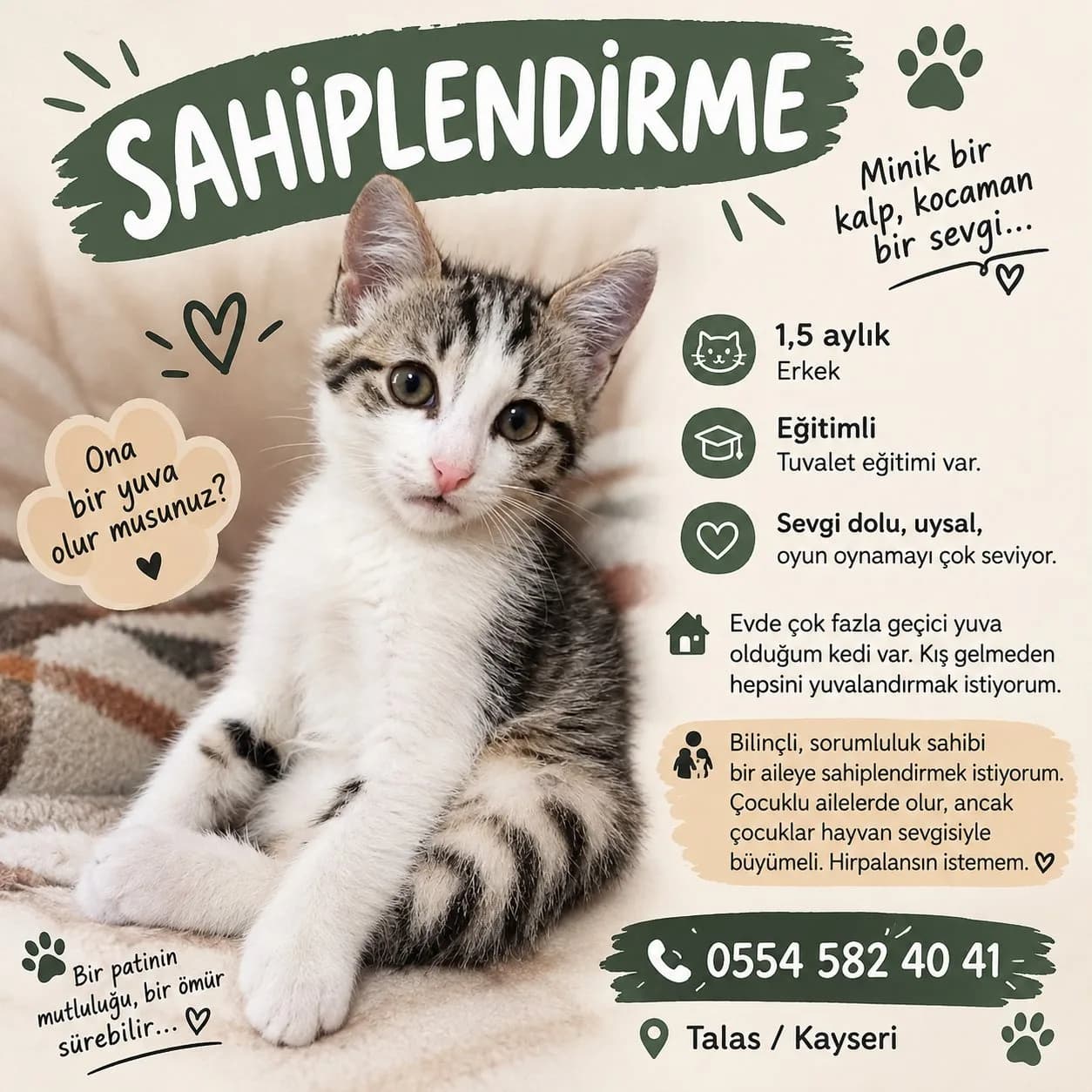 yavru kedi sahiplendirme