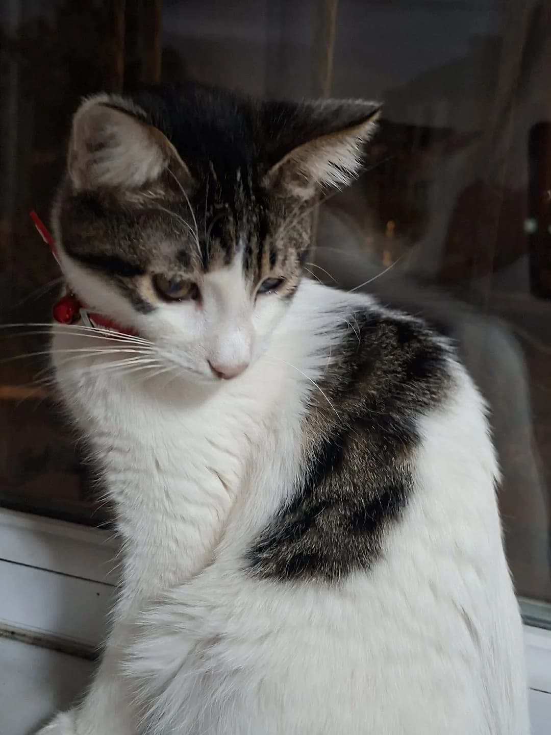 özel gereksinimli kedi