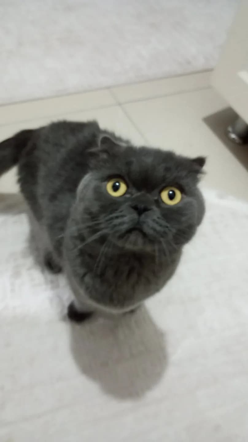Esmeray Çok Uysal Bir Kedi. Sahiplendirmek istiyoruz.