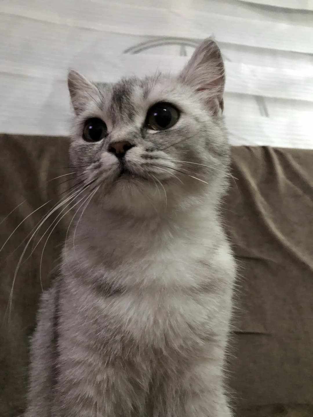 elizabete yuva arıyoruz