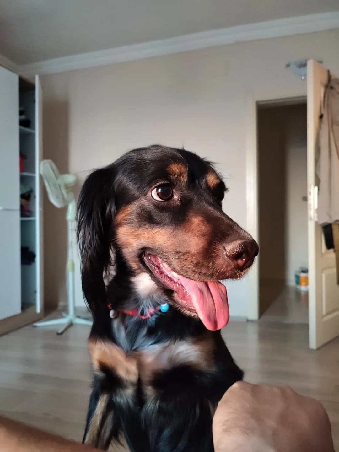 köpek sahiplendirme