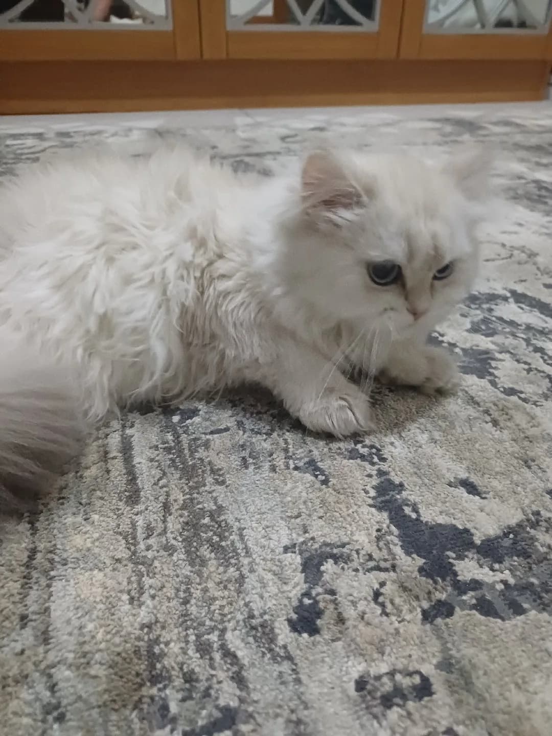 yavru kedi afife