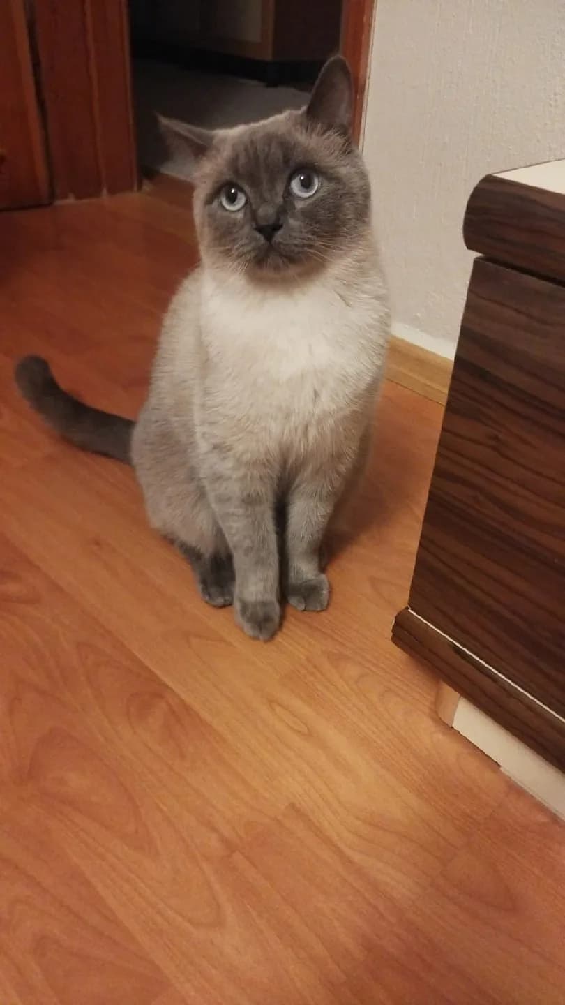 Mavi Boncuk 🐱