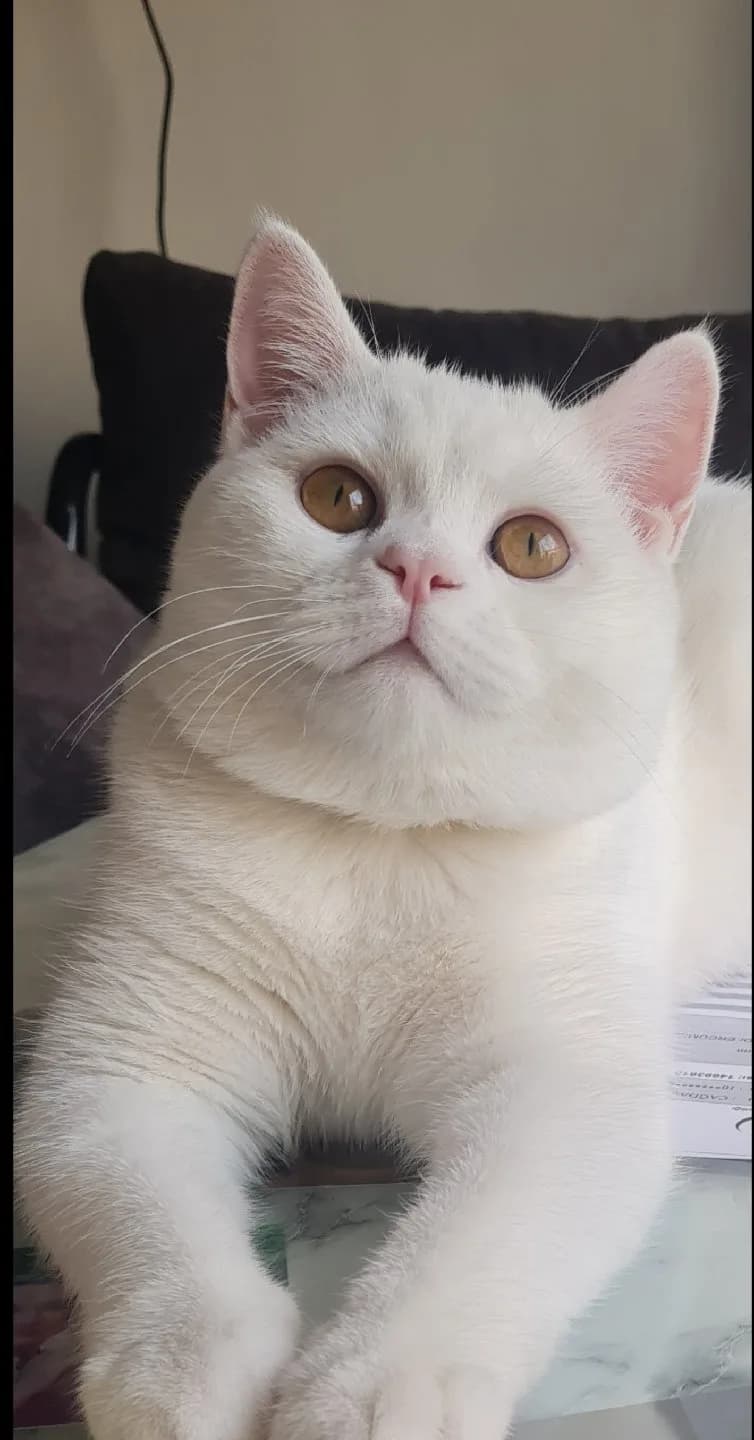 british shorthair cinsi 3 yasinda kisir