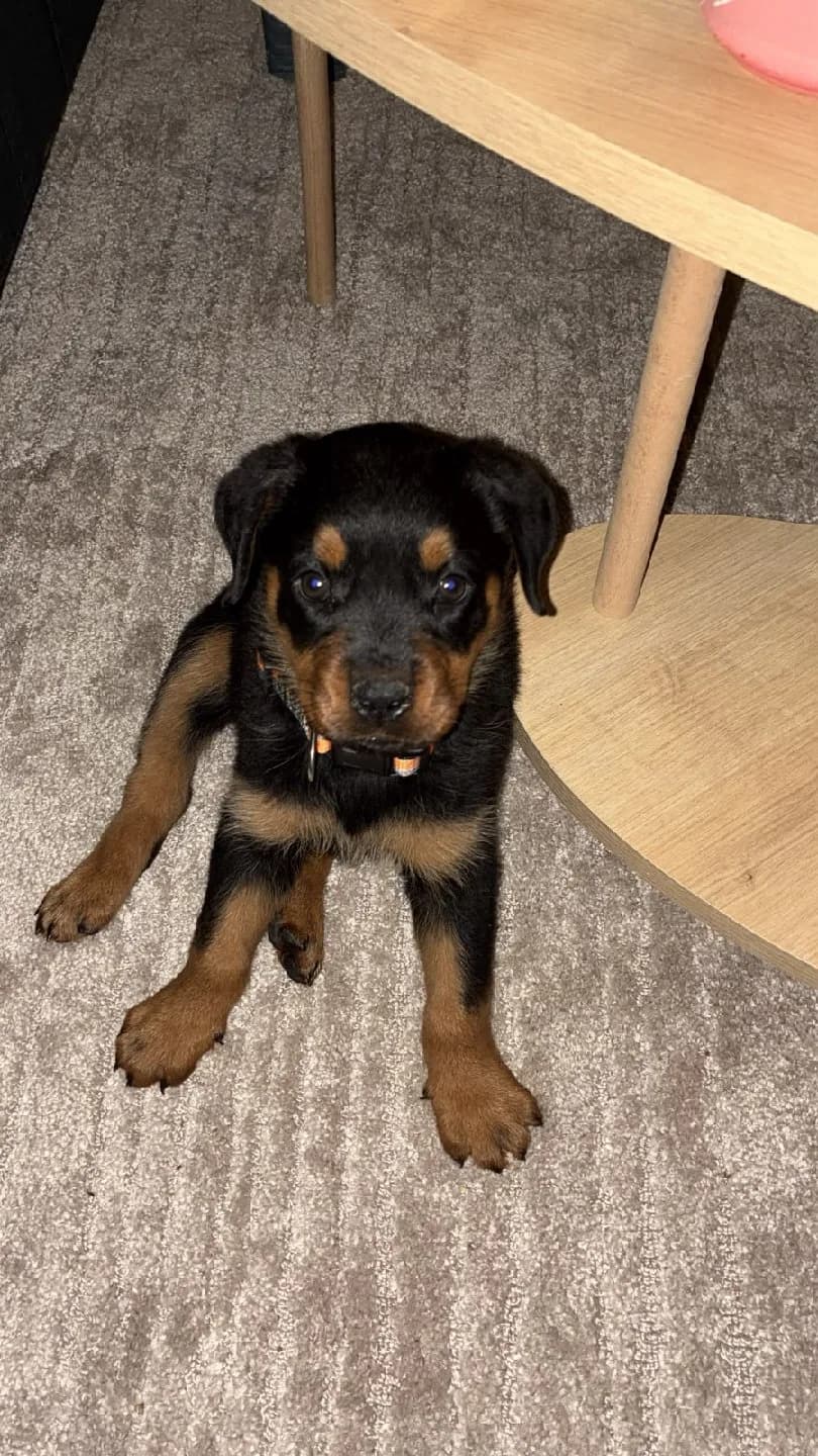 Yavru Rottweiler yuvasını arıyor