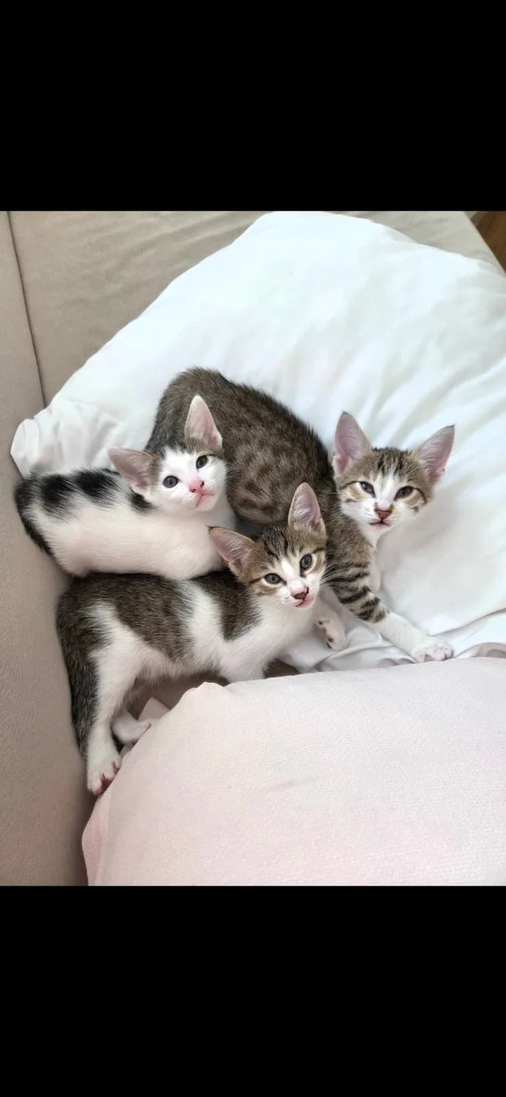 KÖYDEN KURTARILAN BEBİŞLERE ACİL ÖMÜRLÜK YUVA ARIYORUZ! 🐾 (İSTANBUL İÇİ)