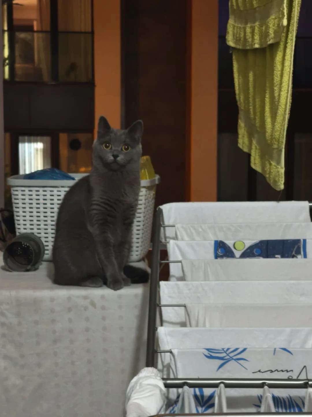 brıtsh türü kedi