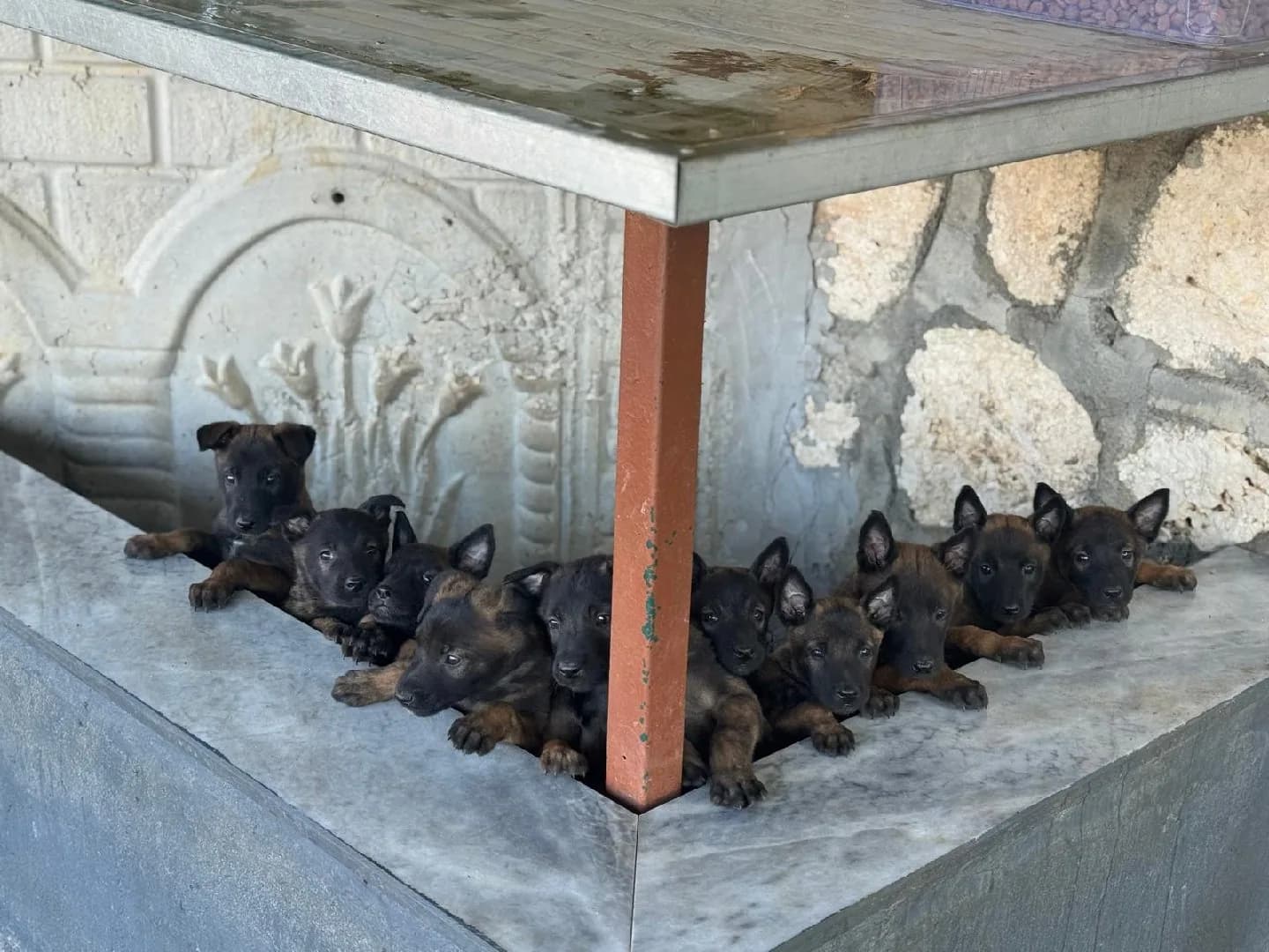 Belçika malinois