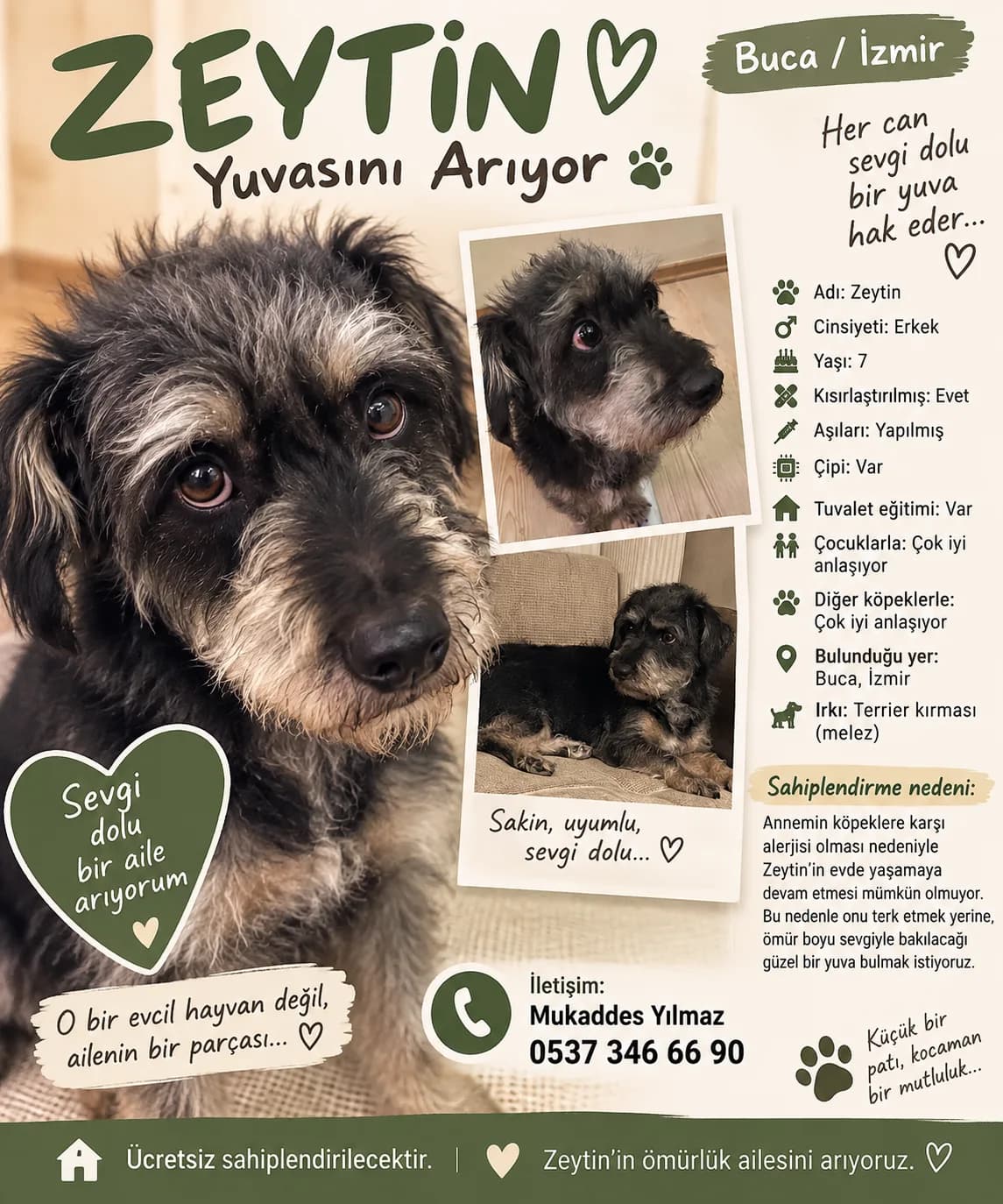 🐾 ZEYTİN ÖMÜRLÜK YUVASINI ARIYOR