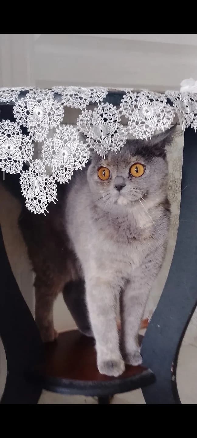 Acil yuva ariyoruz