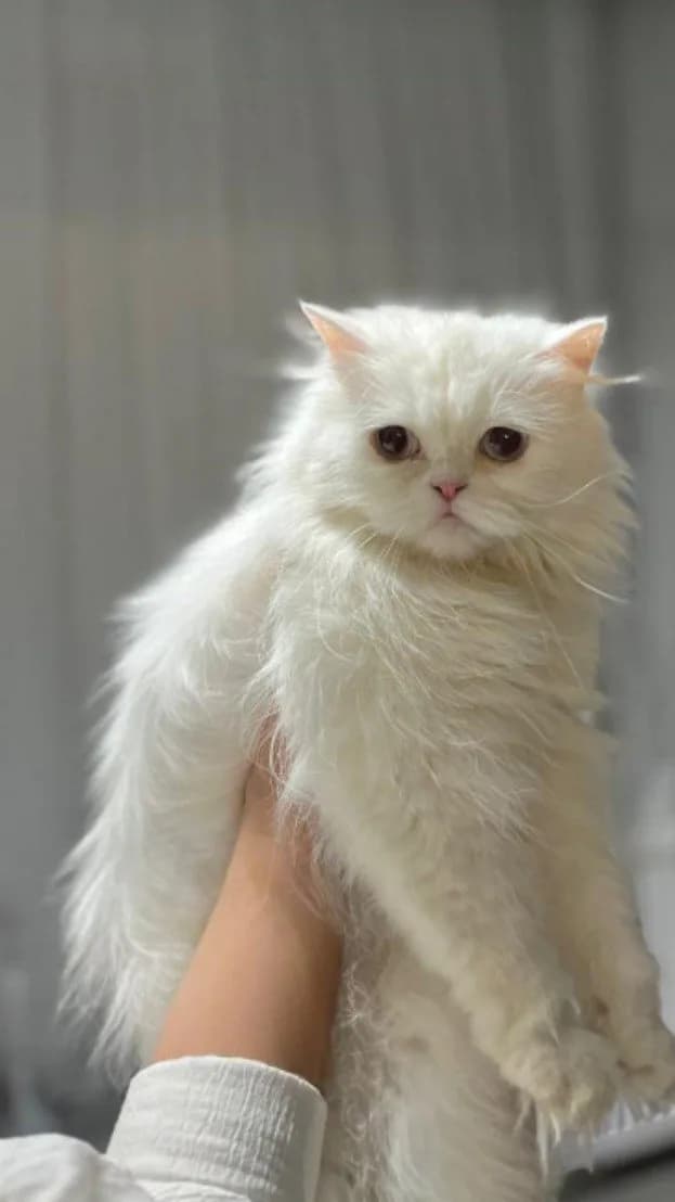 2YAŞINDA İRAN KEDİSİ DİŞİ