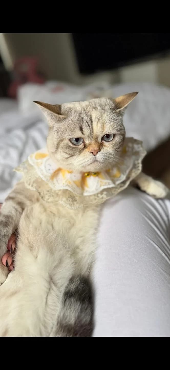 Exotic Shorthair cinsi kedi sahiplendirme