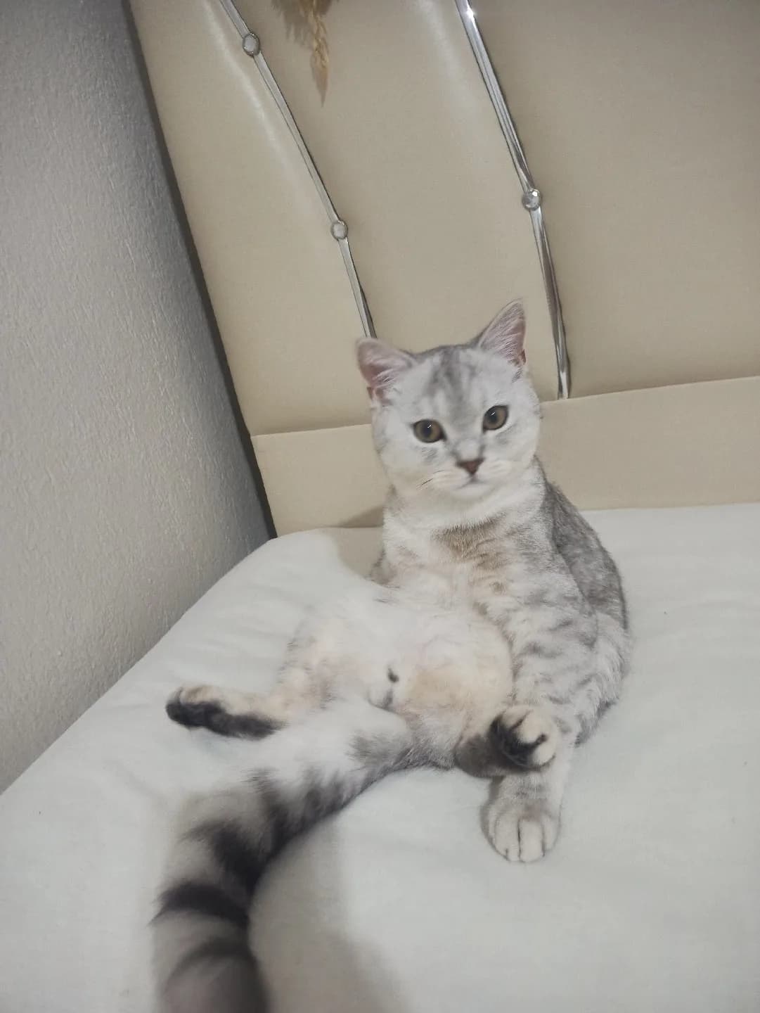 scutis erkek kedi