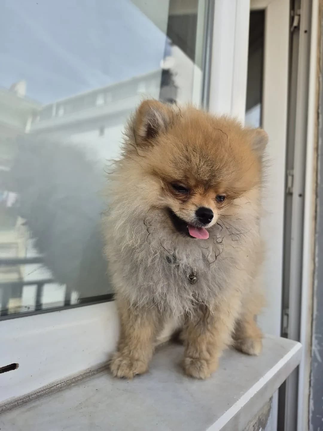 pomerian boo