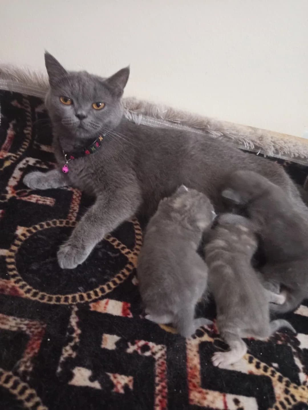 sahiplendirmek istiyoruz