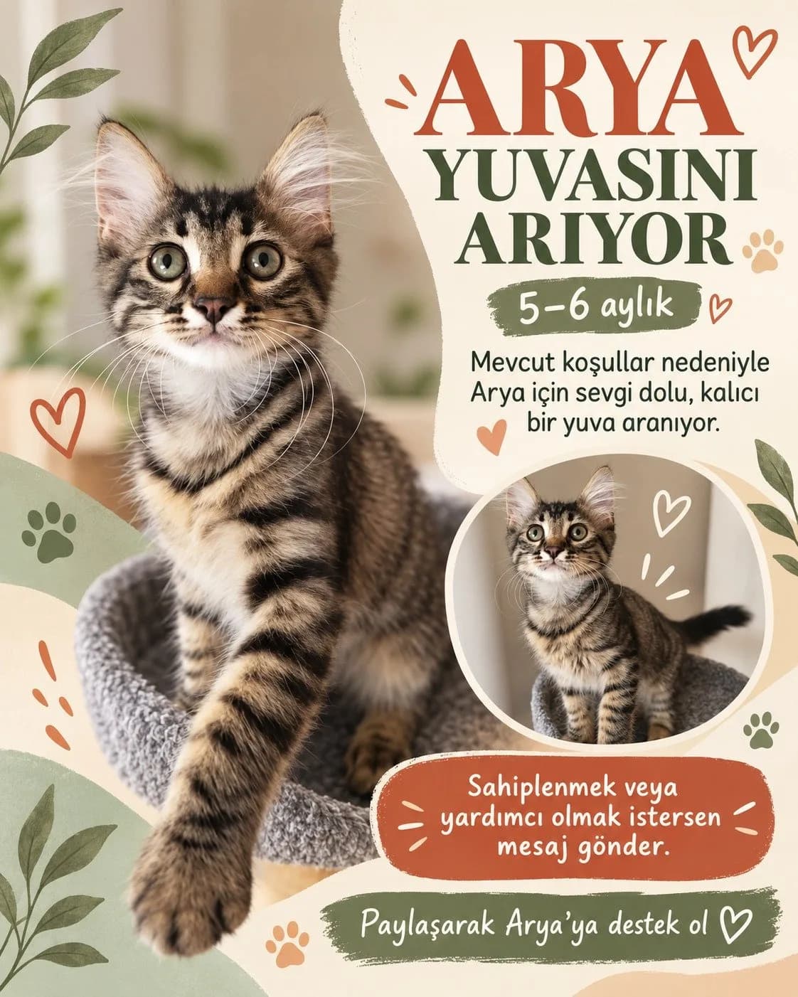 Arya yeni yuvasını arıyor