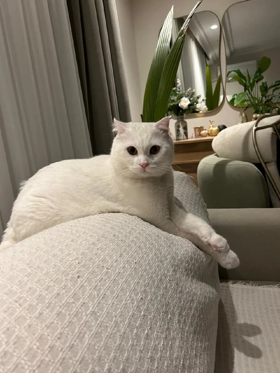 KEDİMİZE YENİ YUVA ARIYORUZ