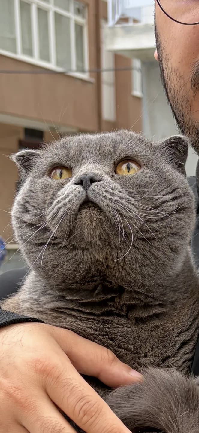 scottish fold erkek