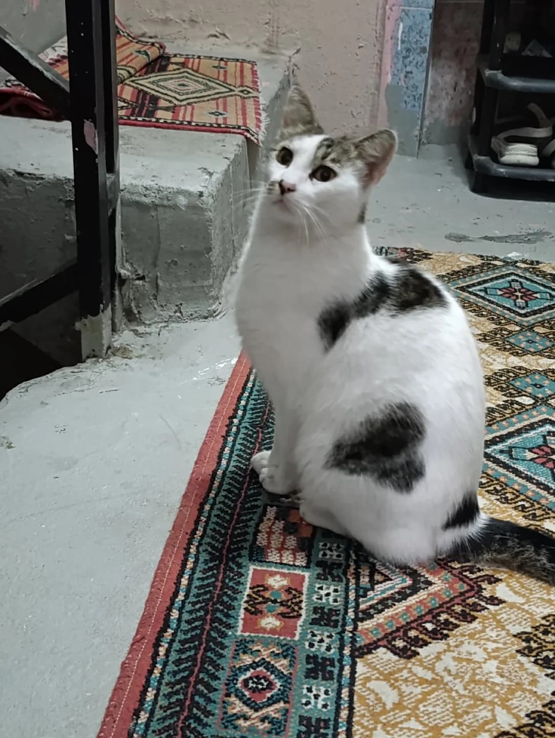 sokak kedisi galiba evden kaçmış