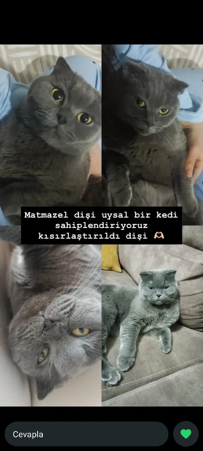 adı matmazel ücretsiz sahiplendirilecek