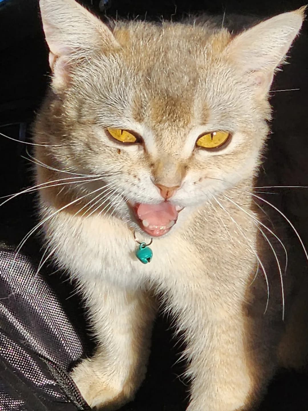 Ücretsiz Sahiplendirme: 4 Yaşında Uysal Dişi Kedi Müezza