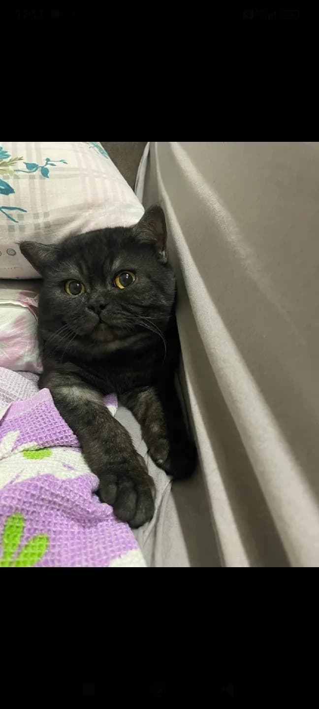 ERKEK KISIR KEDİ