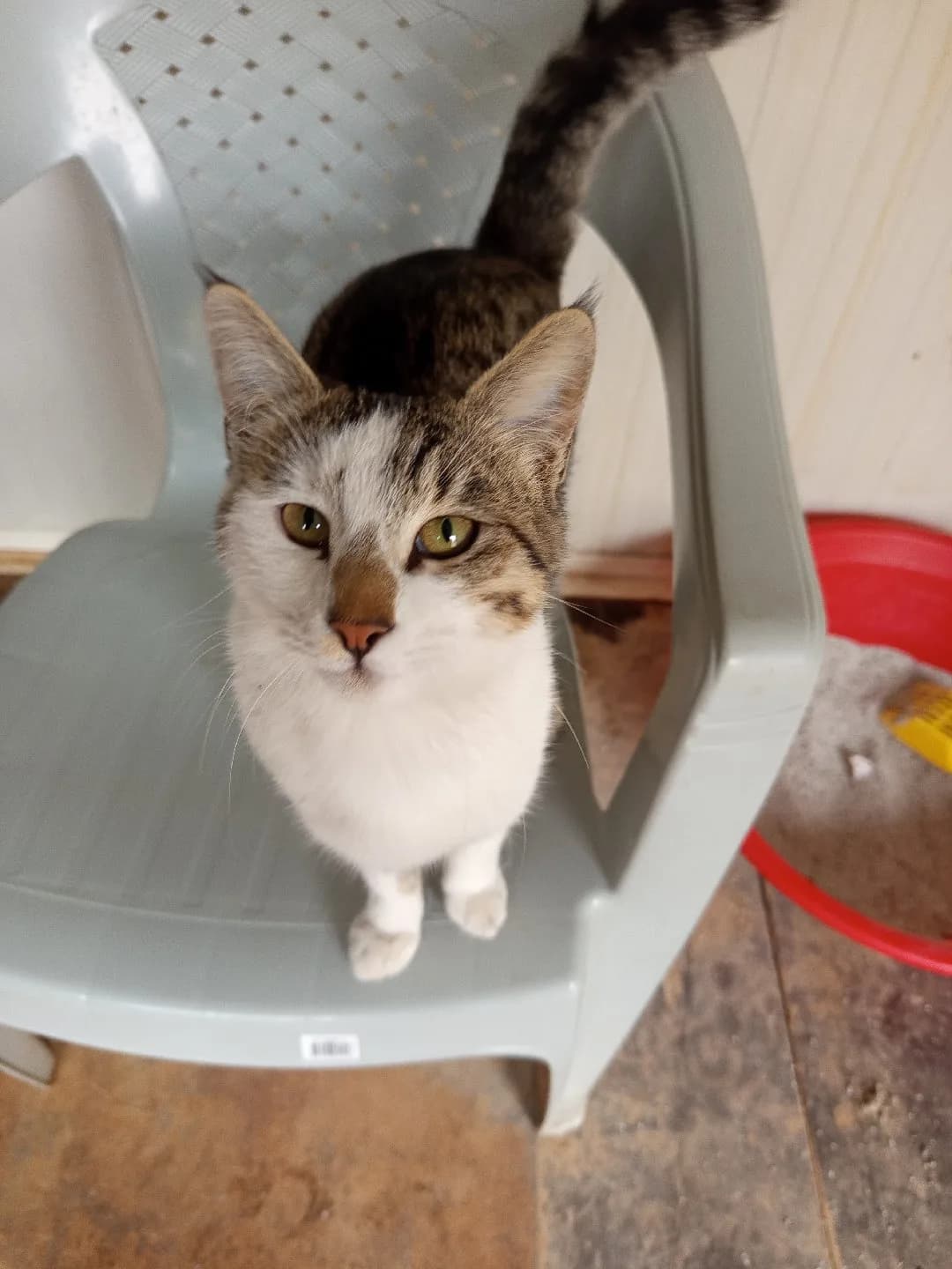 kedi kardeşler