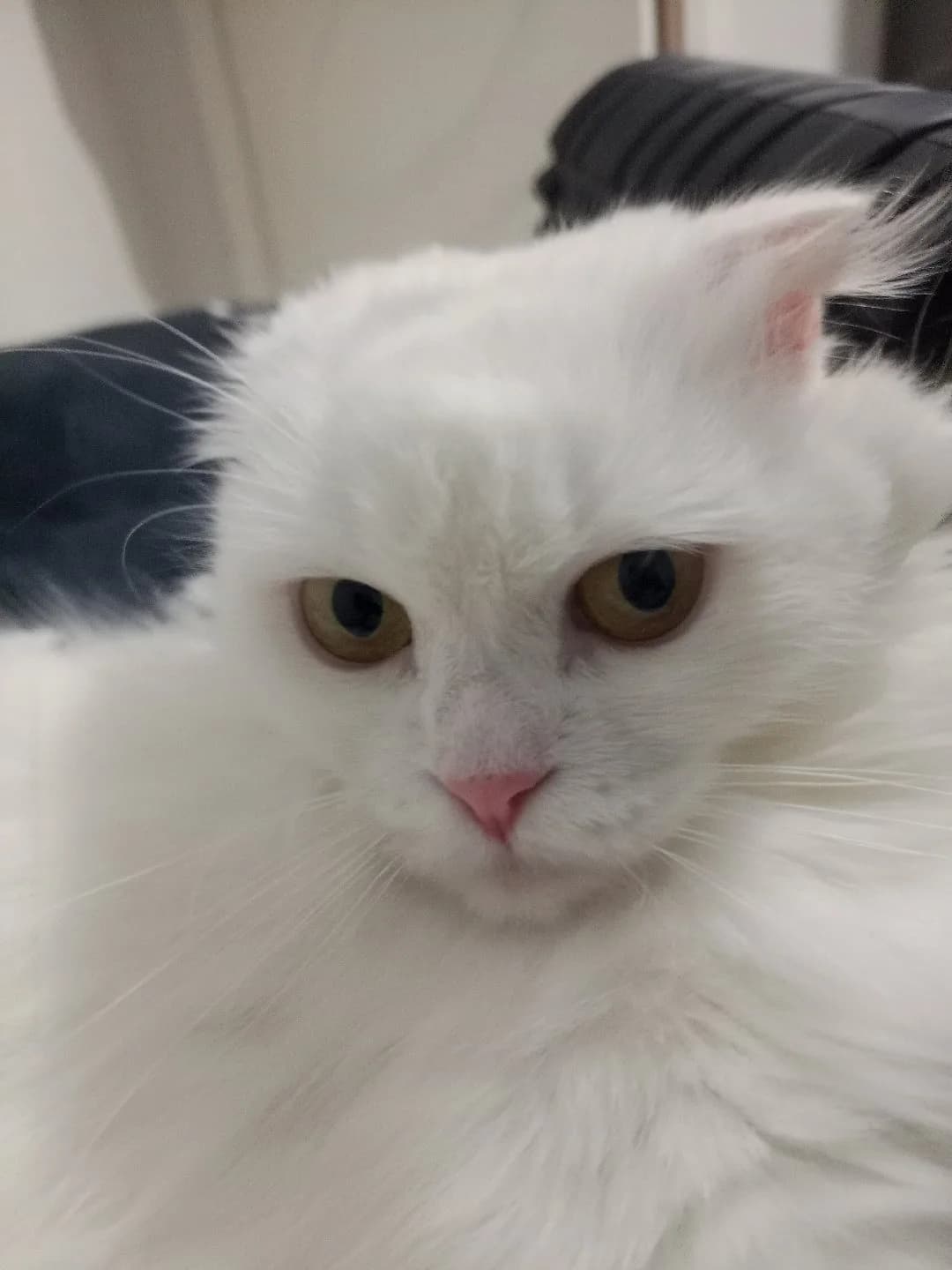 Acil Yuva Arıyor - 10 Aylık Scottish Fold ( Çip Devriyle)