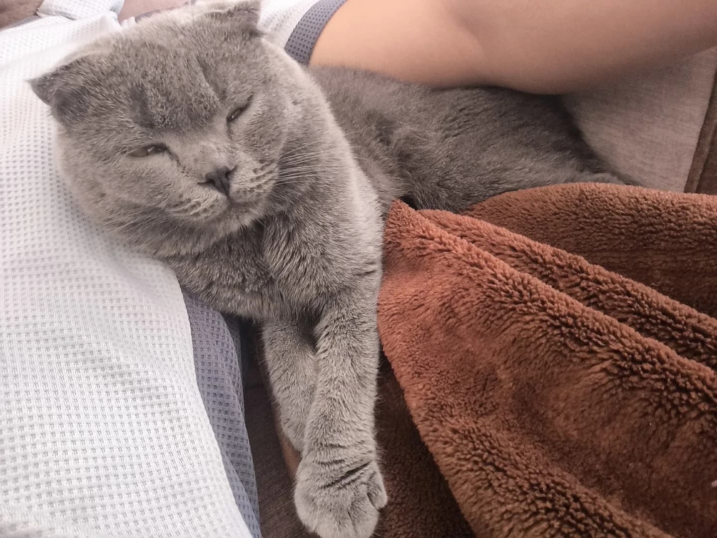 kedi sahiplendirme