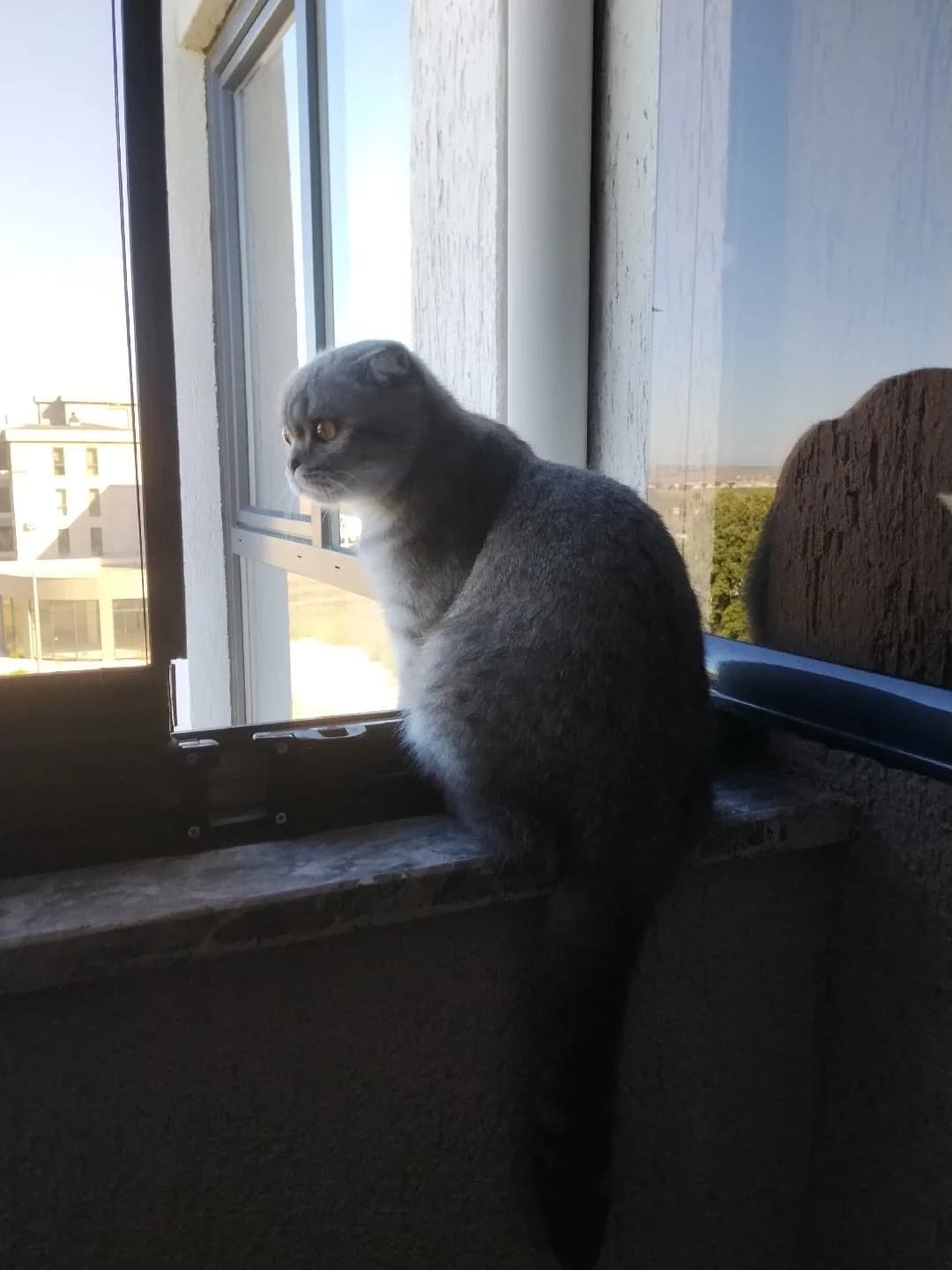 scottish fold gri