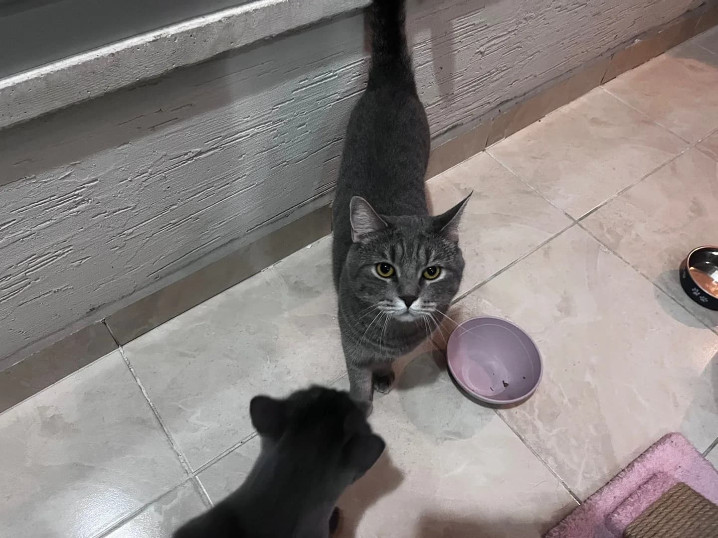 3 Yaşında, uyumlu