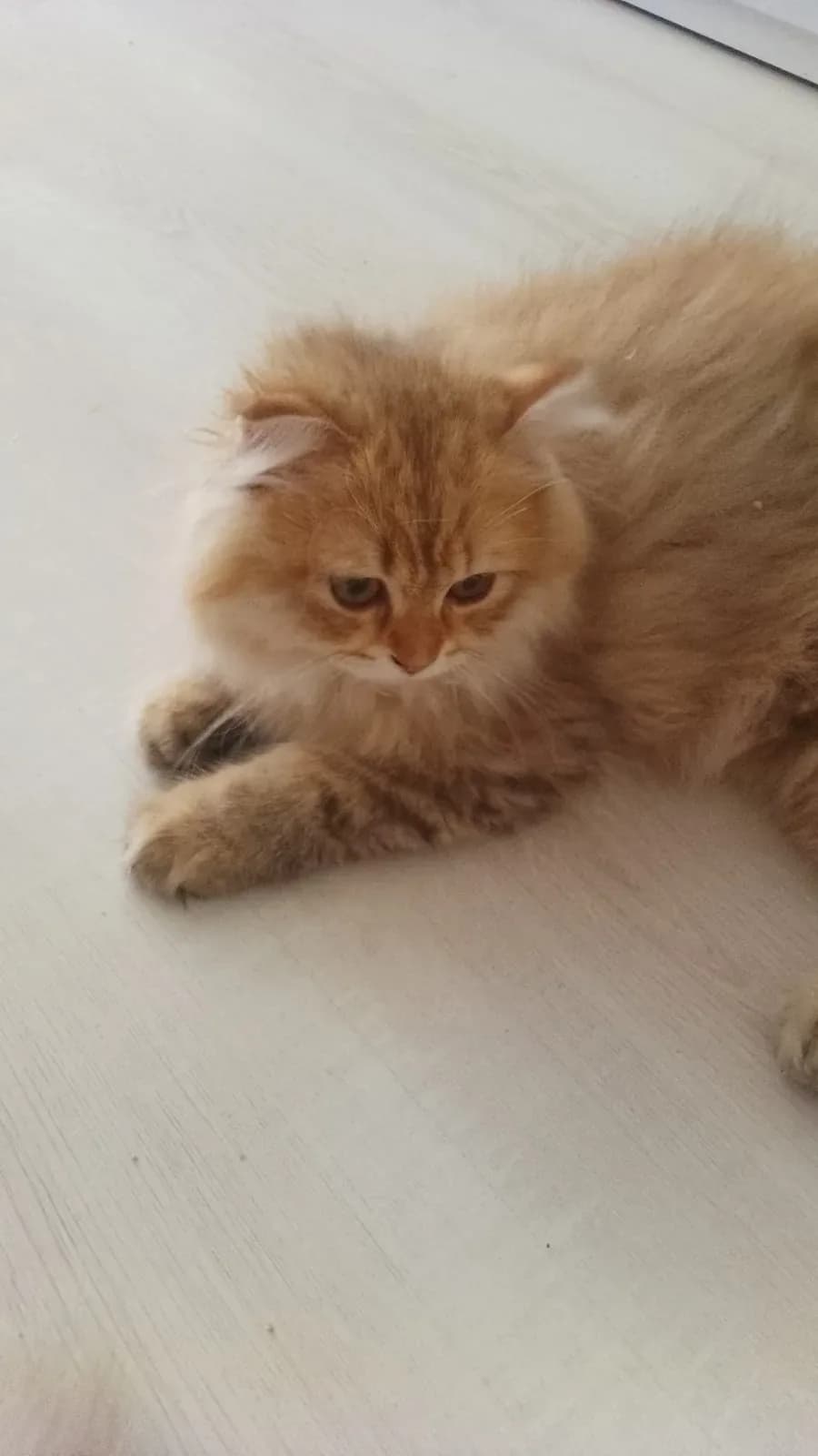 Sevgi dolu 5 aylık kedi scottish