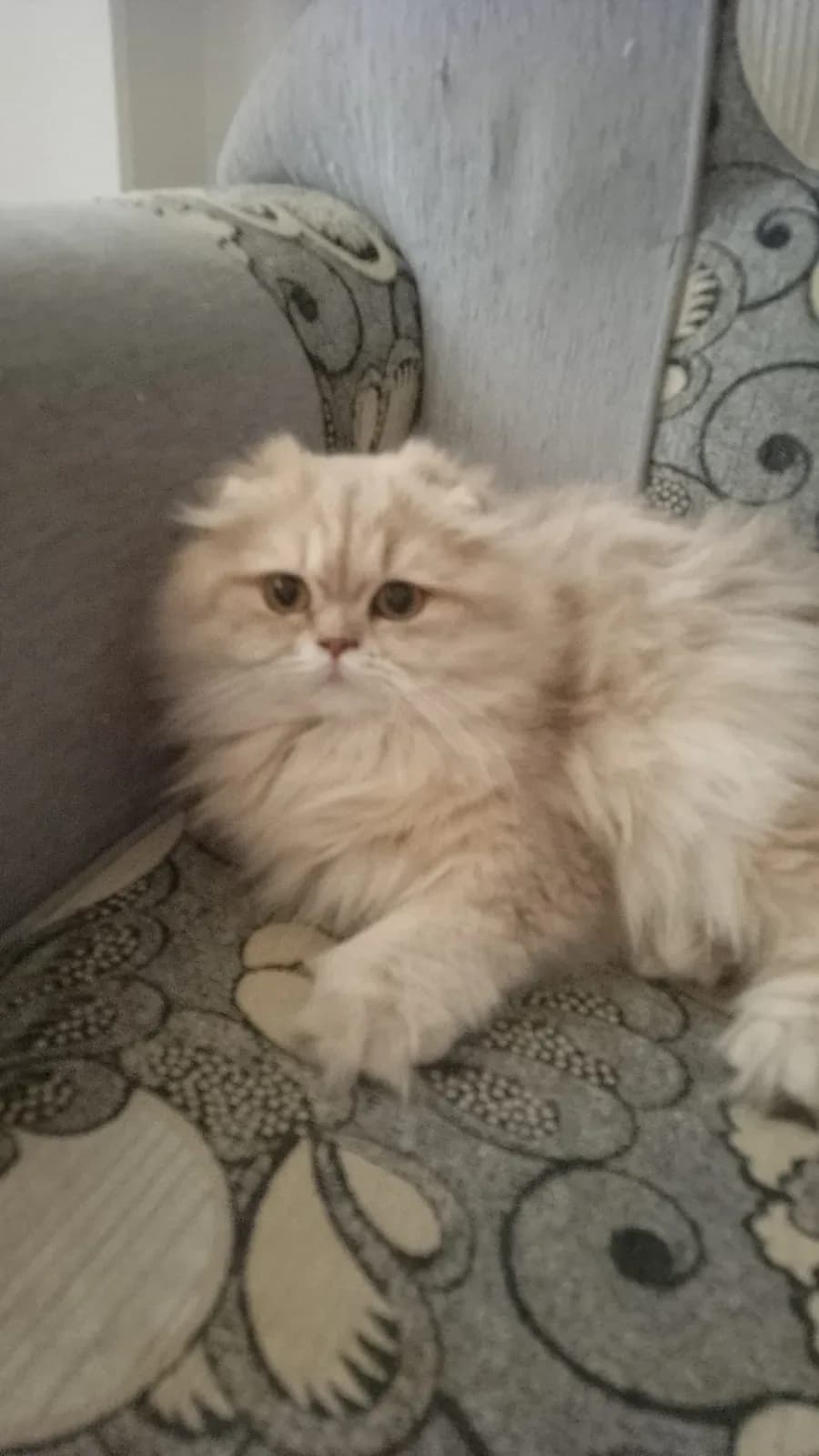 Kedimize acil yuva arıyoruz