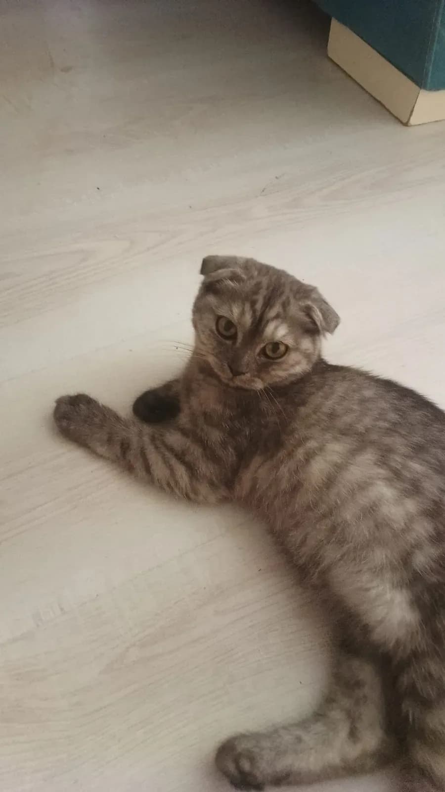 5 aylık kedimize yuva arıyoruz