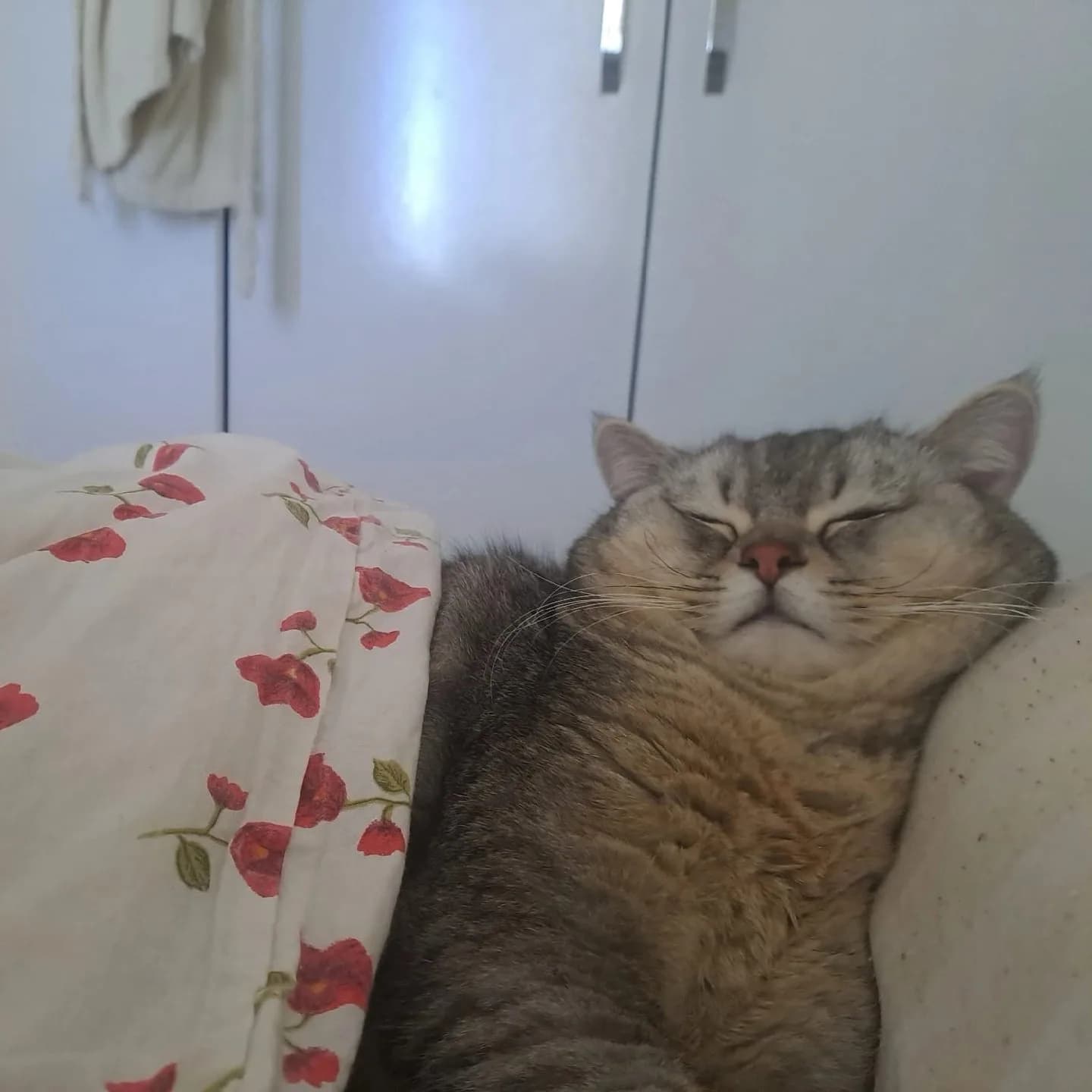 Dobby yuva arıyor