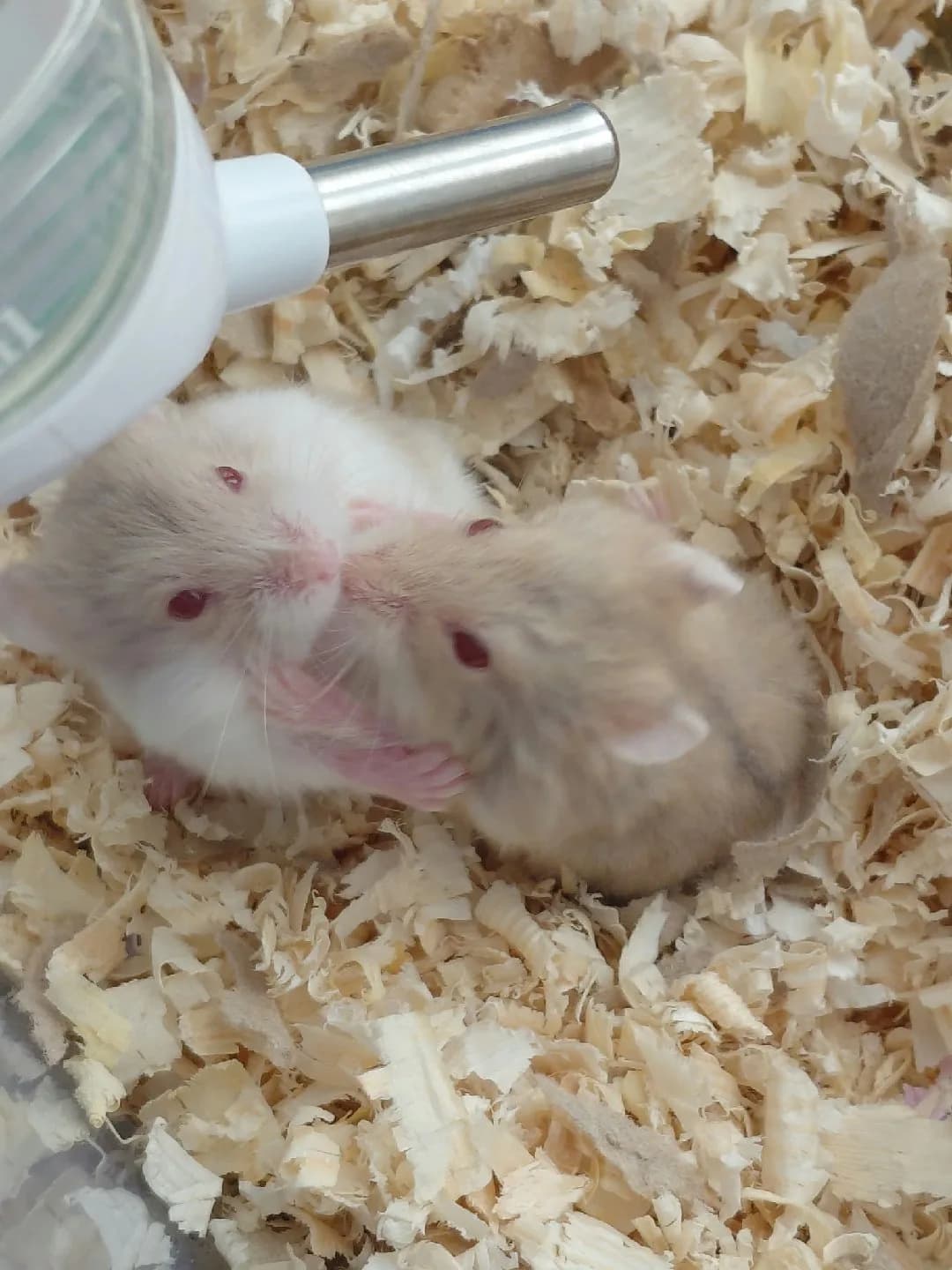 1 Aylık Erkek Yavru Hamsterlar🐹