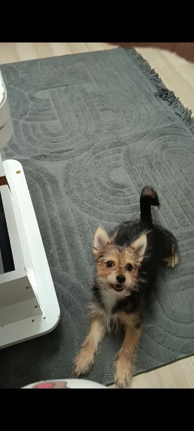 yavru köpek