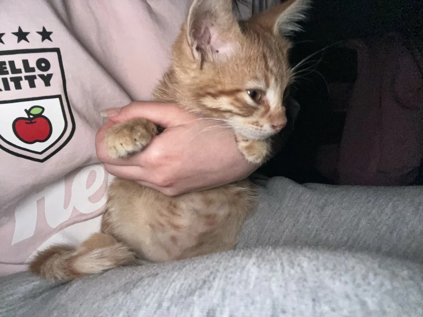 Sarman Minik Dostumuz Yuva Arıyor 🧡