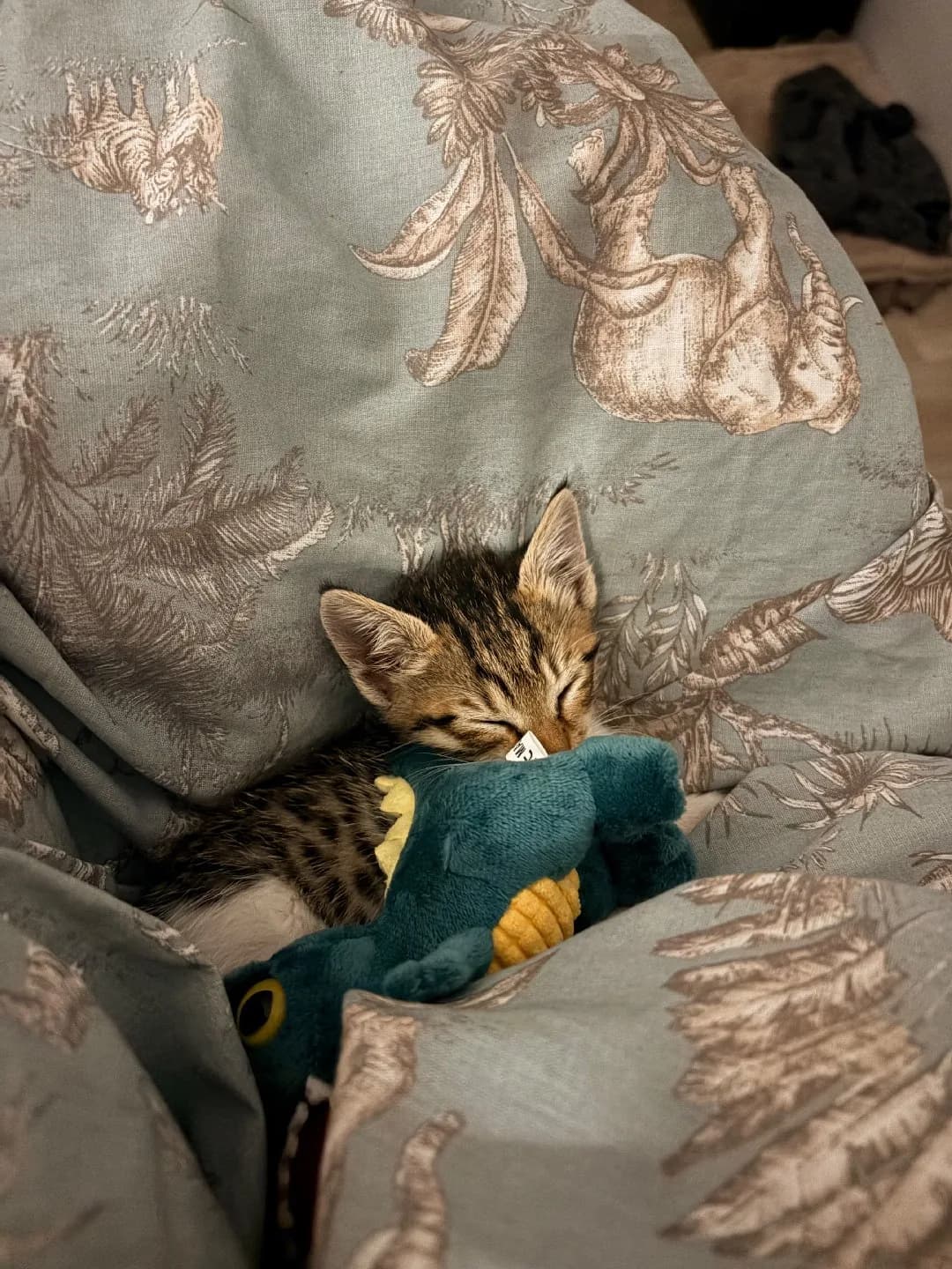 yavru kedi sokaktan aldık yuva arıyoruz.