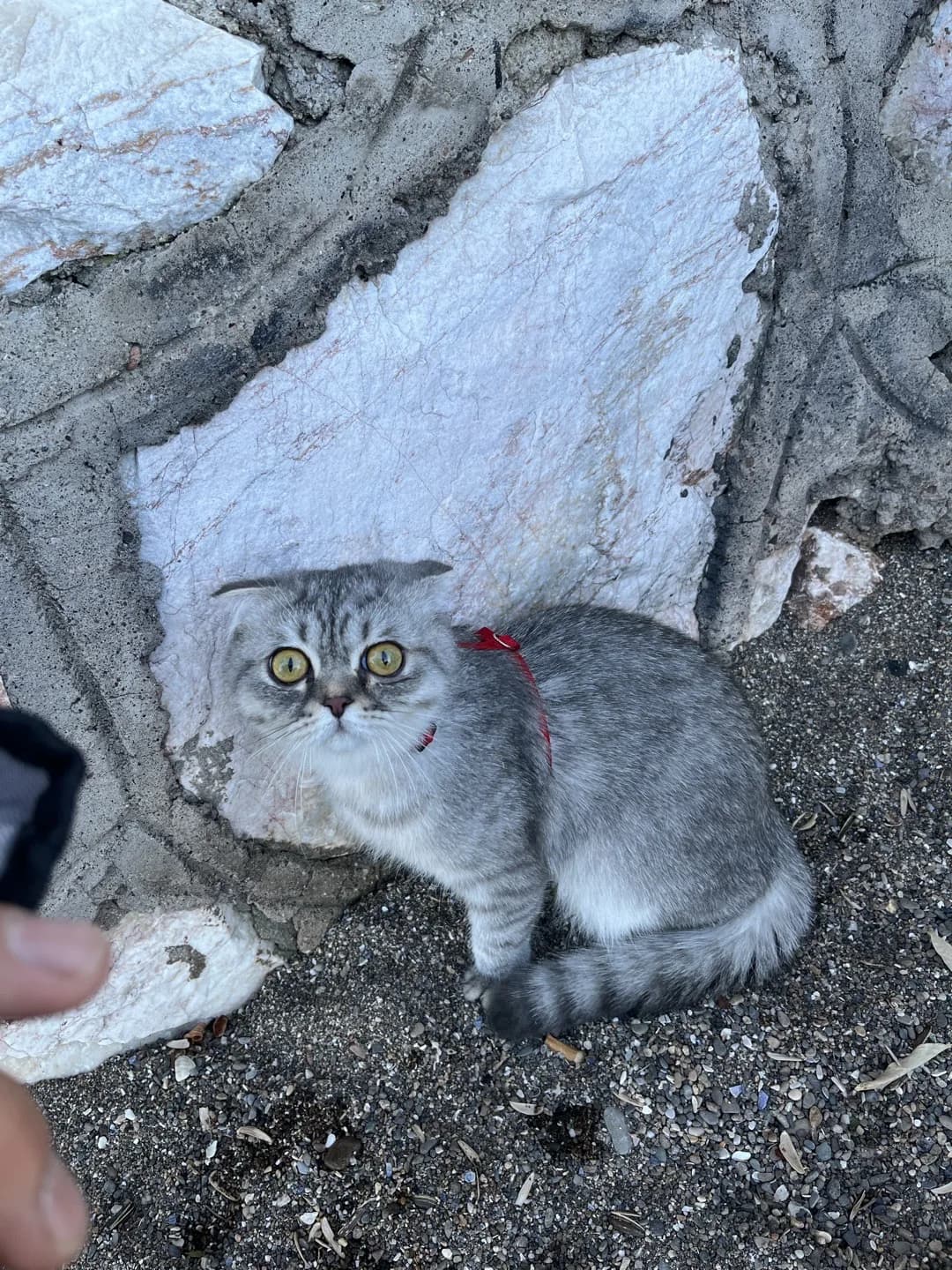 Gümüşe yuvar arıyoruz