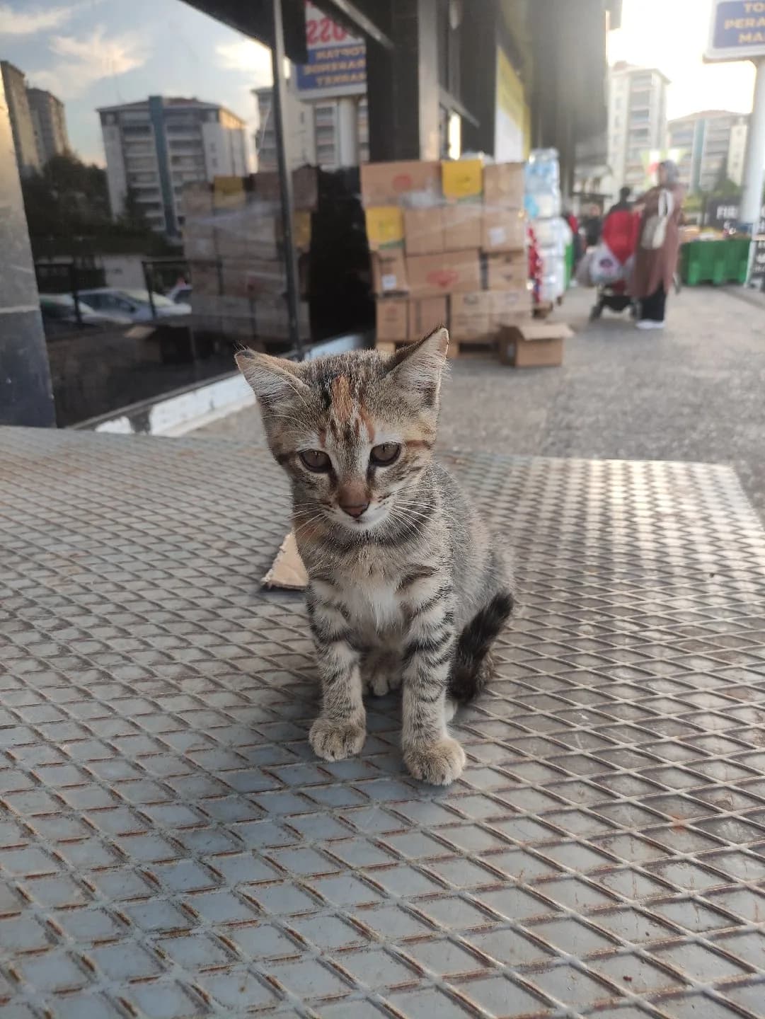 yavru kedi sahiplendirme