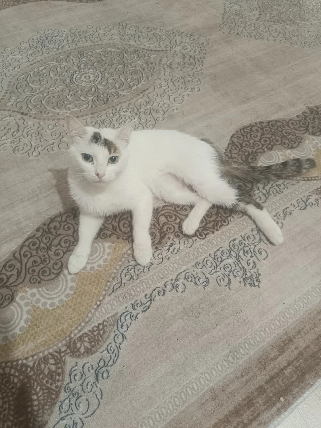 Evcil Kedi