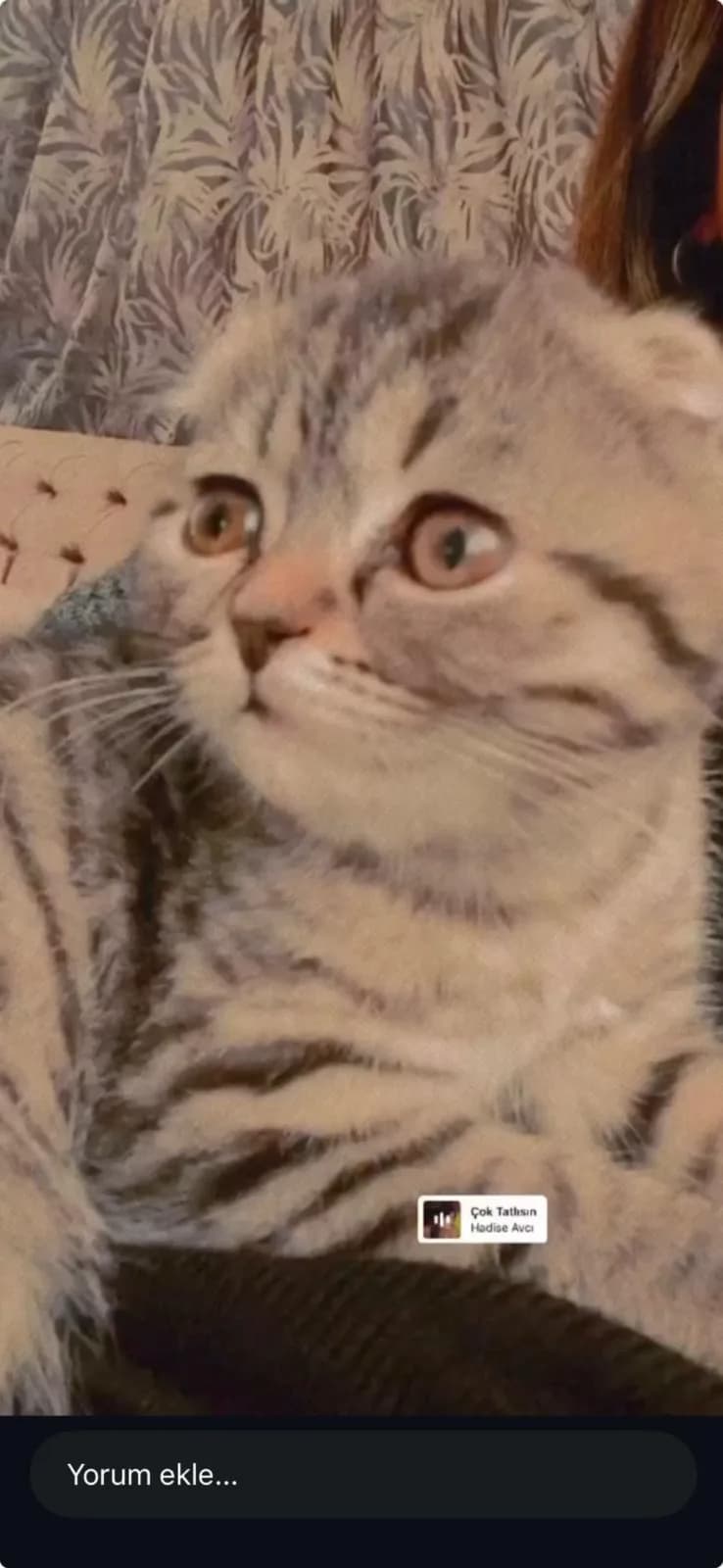 Kedim sahiplendirmek istiyorum