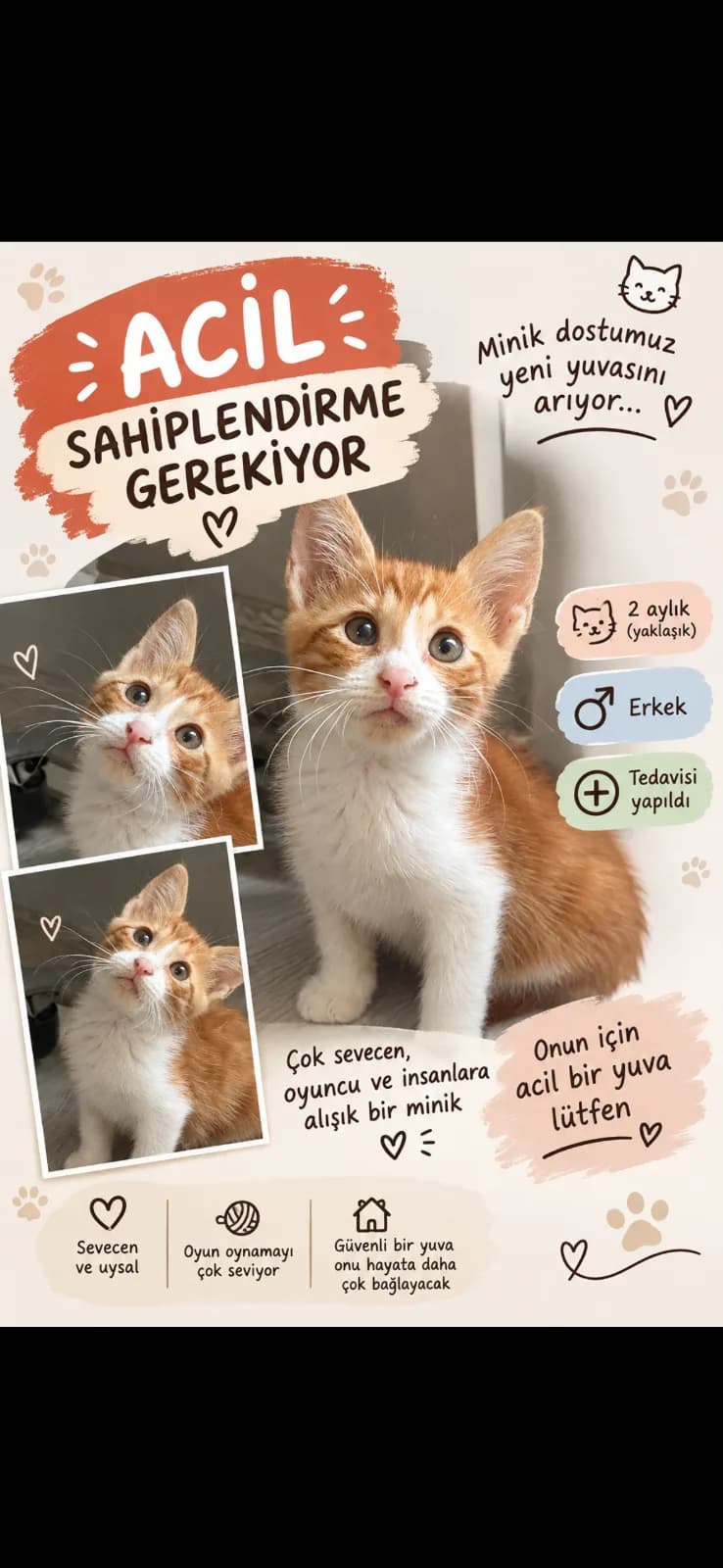 ADANA ACİL YUVA Minik Leo’ya yuva