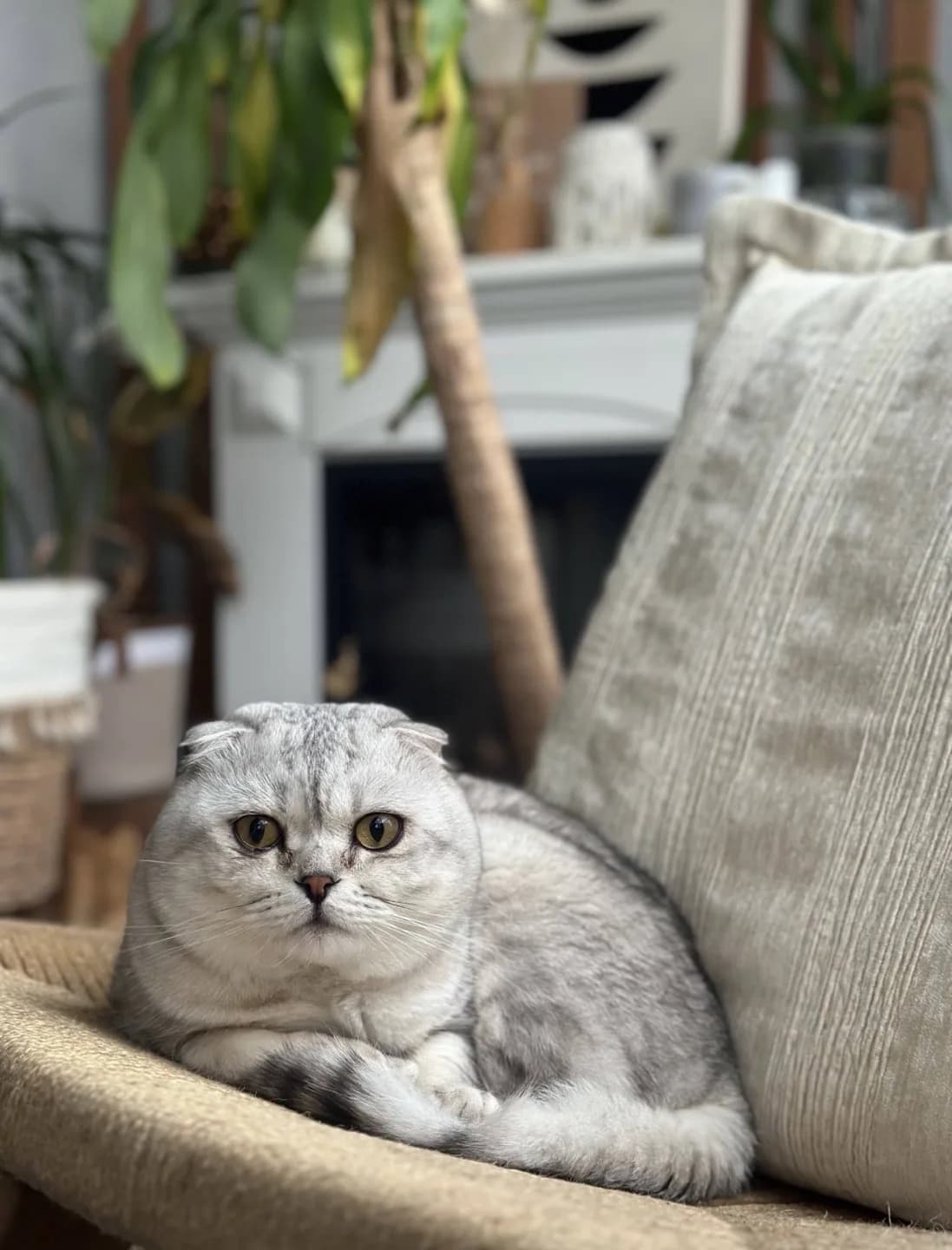 scottish fold shorthair
